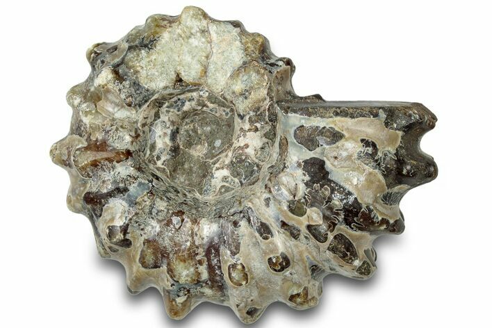 Bumpy Ammonite (Douvilleiceras) Fossil - Madagascar #308953